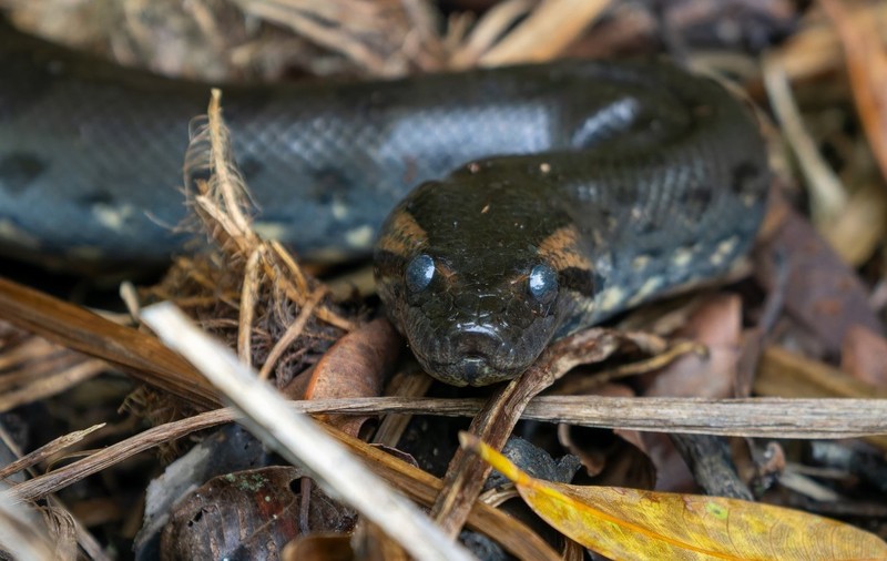 Un șarpe anaconda poate ajunge la lungimi de până la nouă metri și la o greutate de aproximativ 200 de kilograme. Foto: Profimedia
