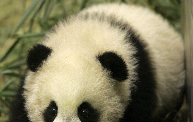 A ajuns la spital după ce a vrut să îmbrăţişeze un panda