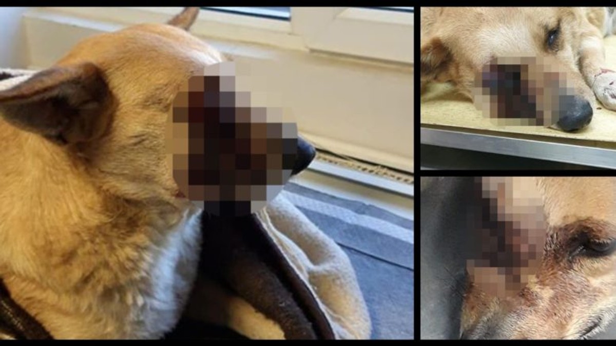 Caz revoltător. Un câine al străzii a fost grav rănit după ce o petardă i-a explodat în gură! Se caută făptașii