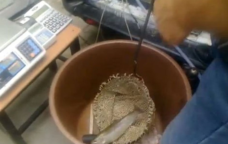 INCREDIBIL ce se ÎNTÂMPLĂ la CLUJ! În pieţe SE VÂND PĂSTRĂVI VII UMPLUŢI cu PIETRE! | VIDEO