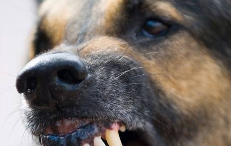 Tragedie într-un cartier din Craiova! Un bătrân a fost sfâşiat de câinele pe care îl creștea în casă