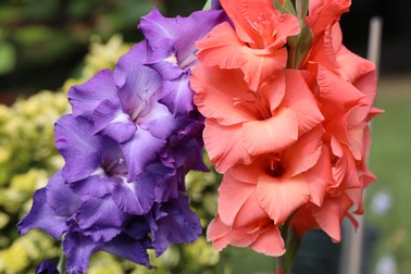 Gladiole mov și corai