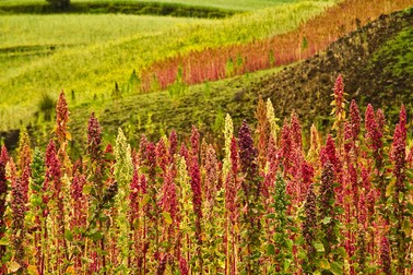 Cultura de quinoa