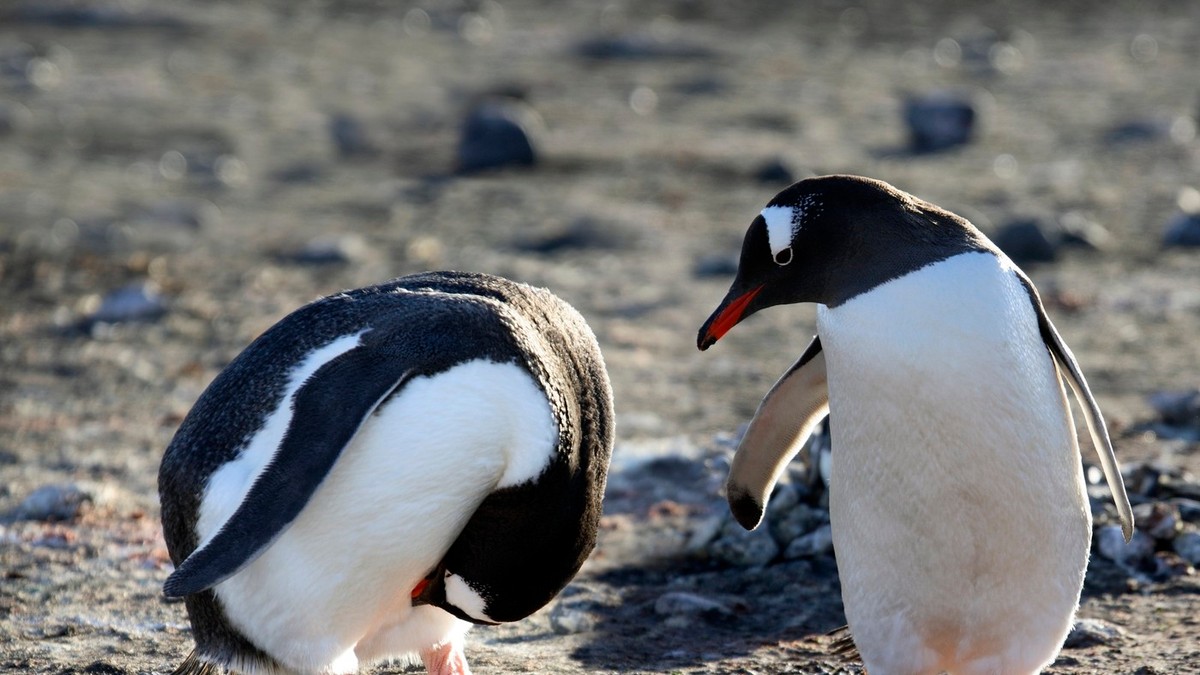 Pinguini de pe o insulă din apropiere de Antarctica. Imagine cu caracter ilustrativ Foto: Profimedia