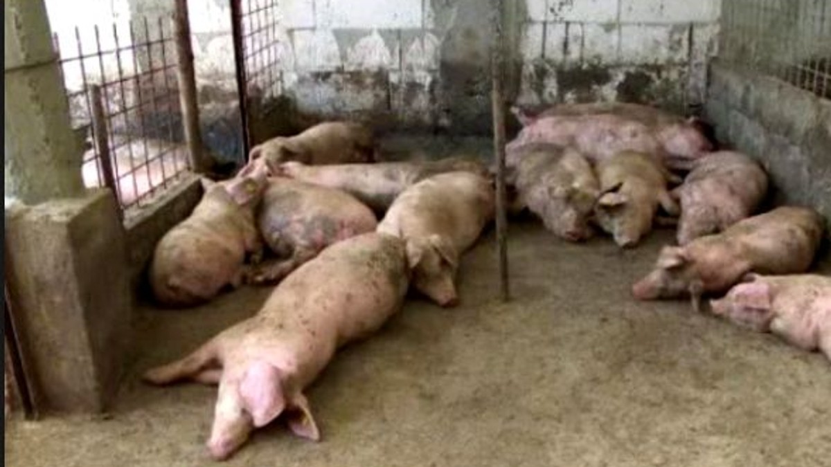 Porci la fermă