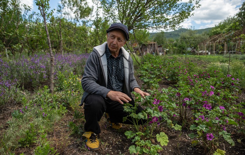 Îmblânzitorul de lavandă și mușețel. Pasionat de plantele medicinale, cercetătorul Nicolai Ungureanu a creat reţete proprii de ceaiuri naturale