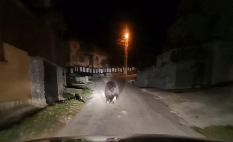Foto