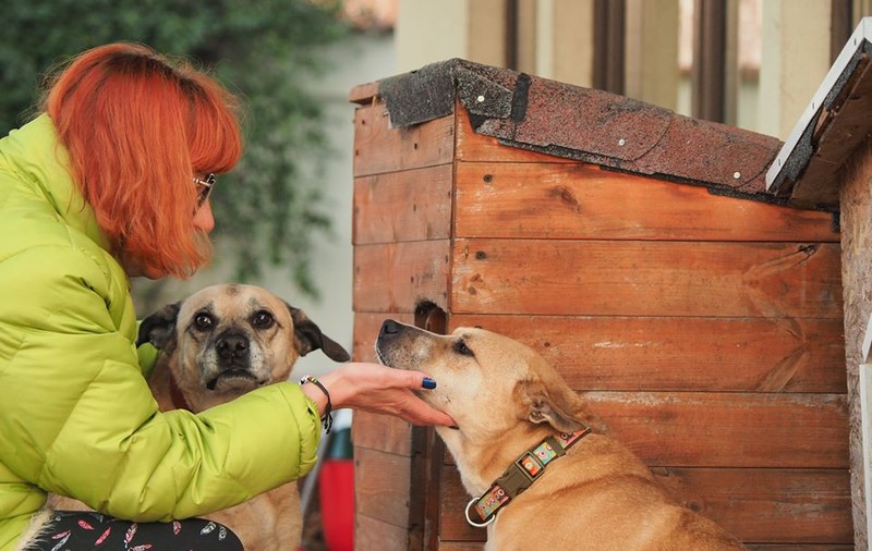 Protecția animalelor București: 186 de câini adoptaţi online, în perioada 1 aprilie - 15 mai