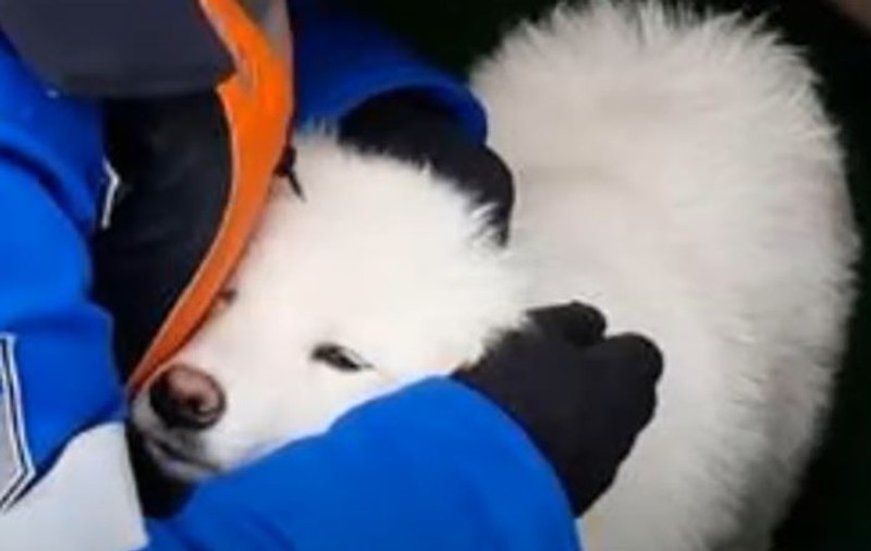 Un câine a fost salvat după mai bine de o săptămână din ghețurile arctice