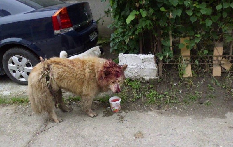 Tânăr din Botoşani, cercetat penal după ce a bătut câinele unui vecin