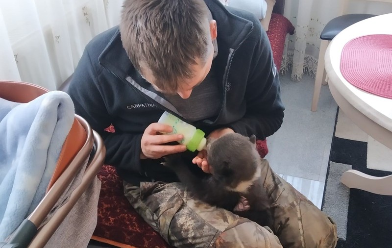 Cum a fost salvat un pui de urs, abandonat de ursoaică în munții Făgăraș