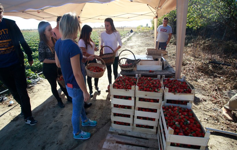 Nouă studenți la Agronomie au făcut dulceață de căpșuni la Vernești trecând prin toate etapele realizării produsului | GALERIE FOTO