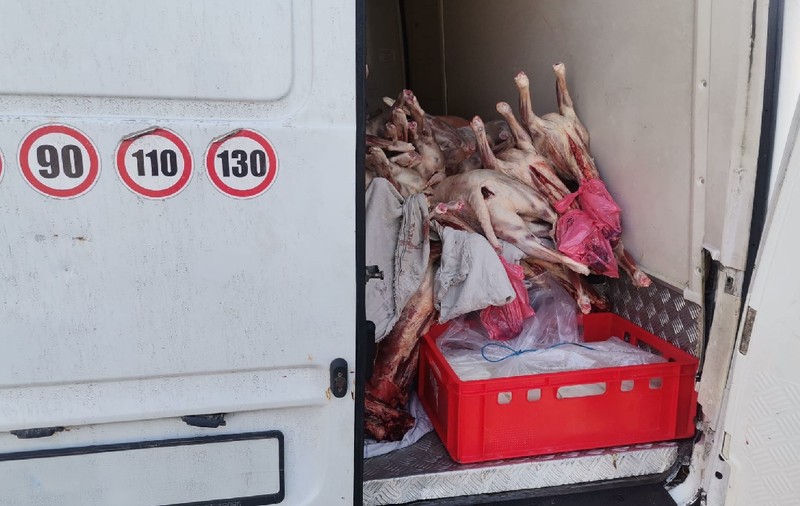 O tonă de carne de miel interceptată la intrarea în București de inspectorii ANSVSA nu va mai ajunge pe tarabe, înainte de Paște
