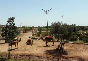 Maroc, cămile în așteptarea turiștilor