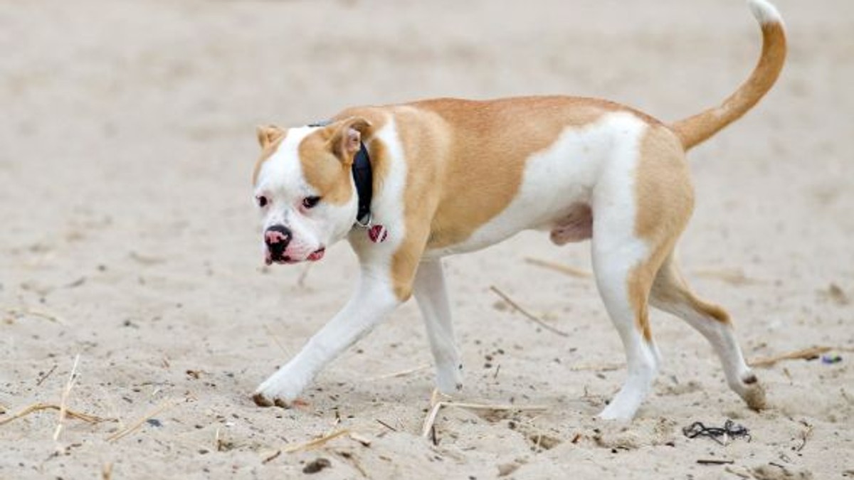 O fetiță de 9 ani a murit după ce a fost atacată de trei câini pitbull