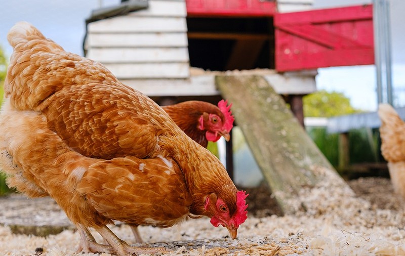 Alimentația gâinilor este importantă pentru a produce și în perioada toamnei ouă. Sursa foto: Envato