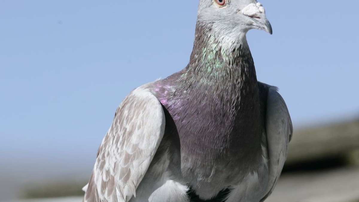 Arhiva foto