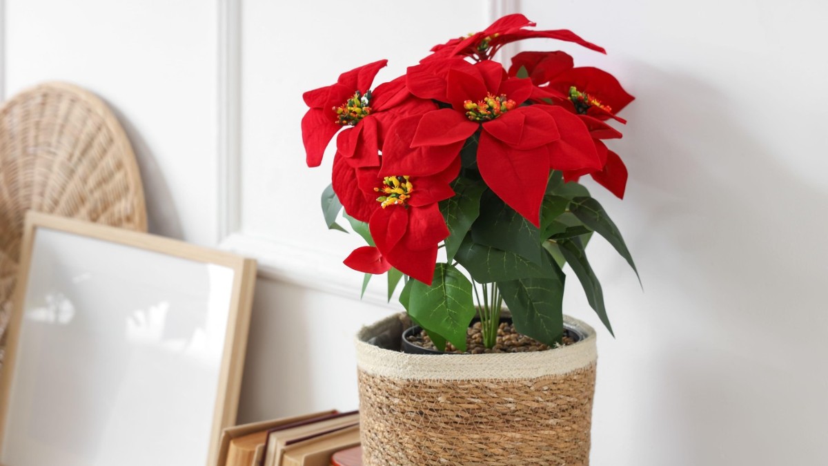 Imaginea prezintă o crăciuniță cu frunze roșii intense și frunziș verde, așezată într-un ghiveci decorativ din material textil împletit. Planta este amplasată într-un interior luminos, lângă rame și obiecte decorative, creând o atmosferă caldă și elegantă, specifică sărbătorilor de iarnă.