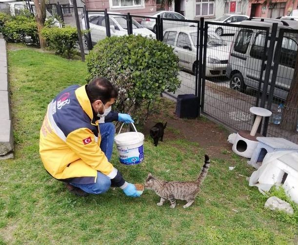 Tânăr din Bayrampasa, hrănind pisicile fără stăpân