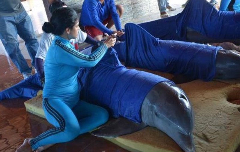 FOTO | Delfini evacuați din calea uraganului Irma. Mamiferele au fost transportate cu elicopterul în zonele sigure