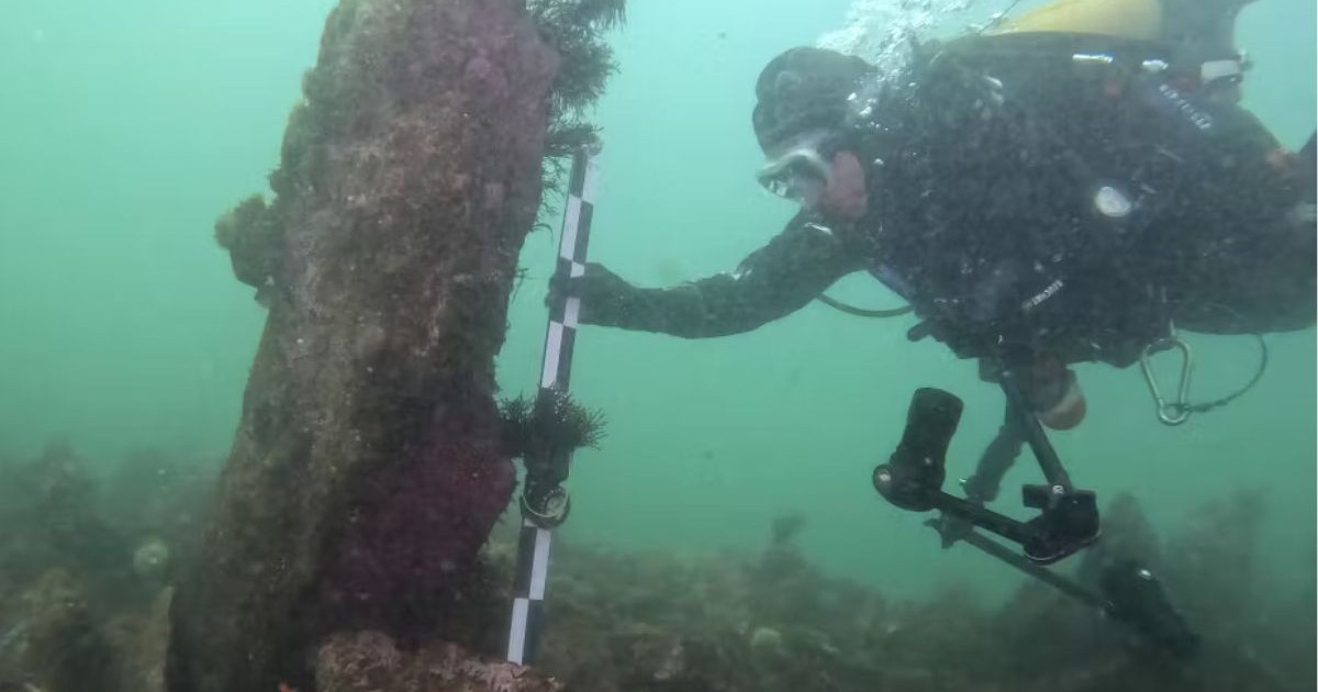 scafandru complet echipat care măsoară un obiect mare, vertical și acoperit de alge. Obiectul de măsurat este de culoare maro închis și pare a fi un trunchi sau un stâlp masiv, rugos. Scafandrul poartă un costum negru de neopren, mănuși și o mască de scufundare, iar pe cap are o cagulă galbenă. Măsoară obiectul folosind o riglă de măsurare alb-negru, gradată, pe care o ține cu ambele mâini.