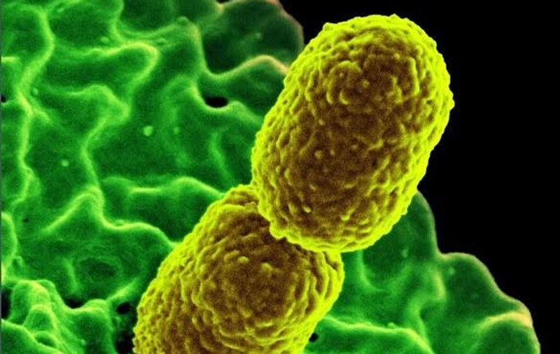 Organizația Mondială a Sănătății: Lista celor mai periculoase superbacterii