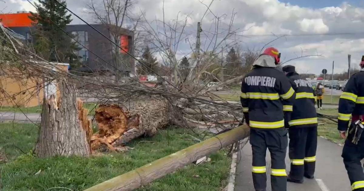echipa pompieri langa un pom cazut in timisoara