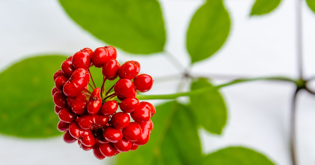 Fructele de ginseng