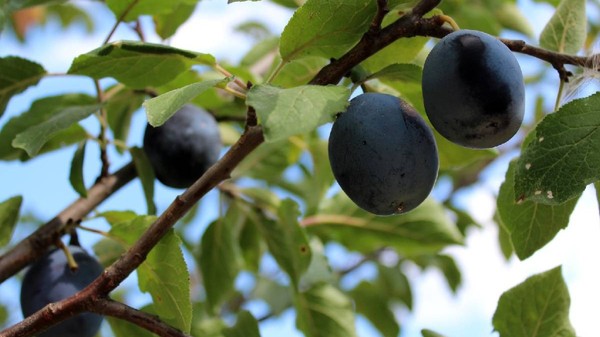 prune