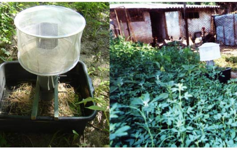 Alte patru persoane au murit, într-o săptămână, din cauza țânțarilor