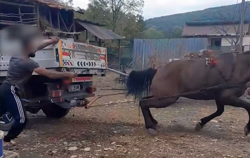 Bărbat filmat când își biciuiește calul și îl forțează să tragă o camionetă cu roțile blocate, ca să îl vândă scump. VIDEO