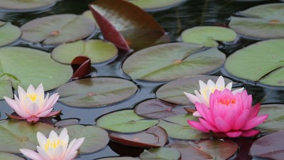 nufar-plantare-ingrijire