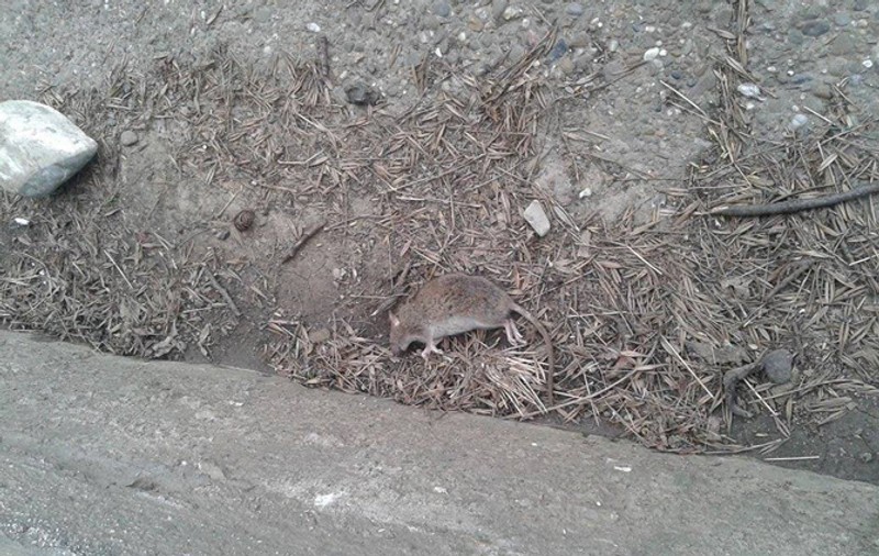 Revoltător! Un focşănean a filmat şobolanii care colcăie pe trotuare. VIDEO