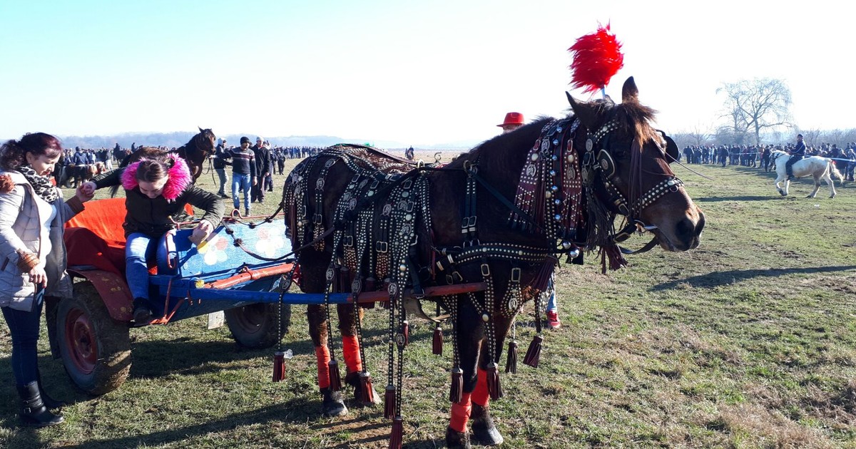 Ca să nu mai fie bătuți, caii nu mai intră la proba de tracțiune, la Botezul Cailor de la Pietroșani, Prahova