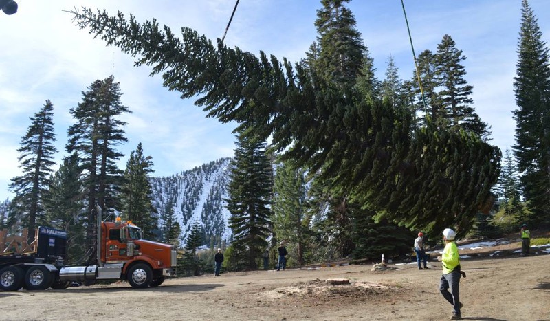 Bradul de Crăciun al Capitoliului SUA din 2025 vine din pădurea Humboldt-Toiyabe, din Districtul Carson Ranger. El a fost tăiat pe 24 octombrie 2025 și a plecat către Washington, D.C. Foto: Mark Amodei / X