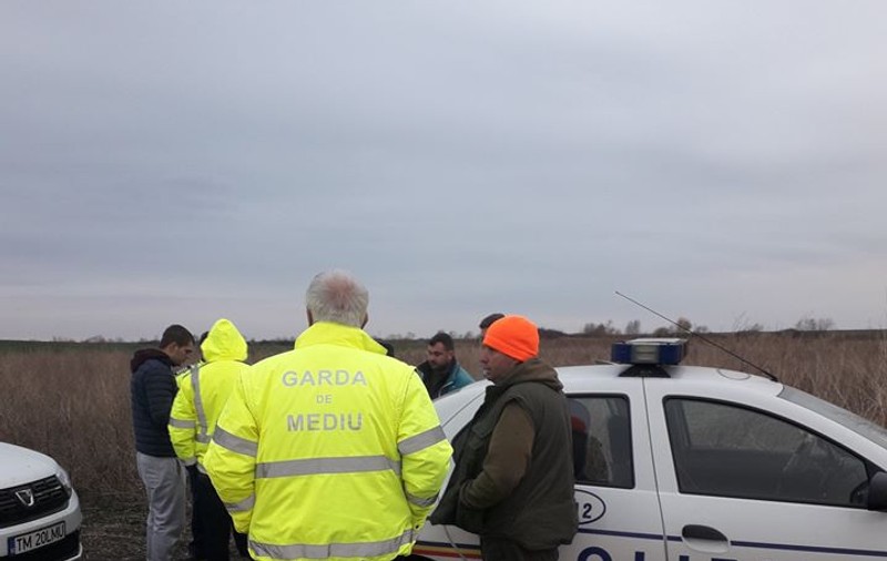 Animale otrăvite pe câmp de substanțele toxice folosite de o firmă care cultiva rapiță în Timiș