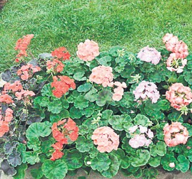 Arhiva foto