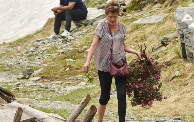 Salvamont din Argeș, limbaj obscen la adresa unei femei care a smuls o tufă de bujori de munte, specie protejată
