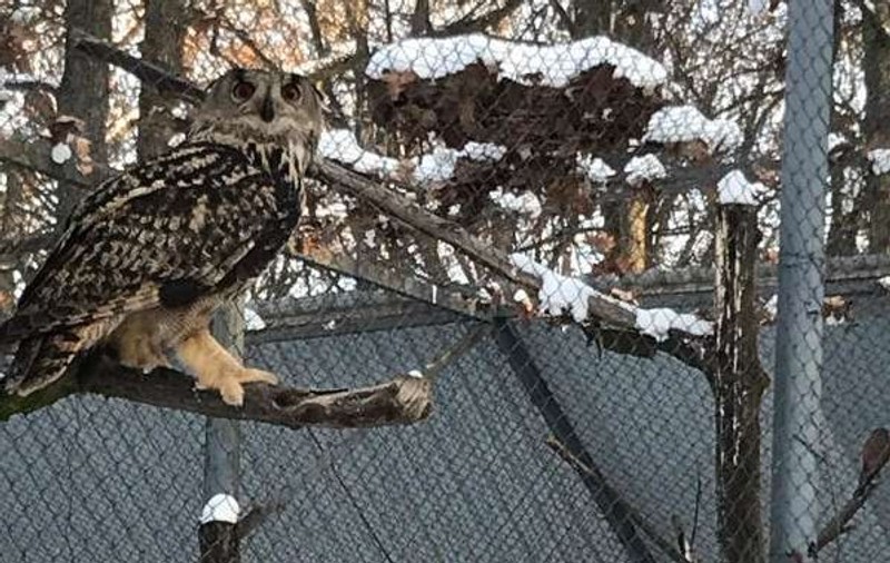 O bufniță care ataca oameni în Olanda a fost adusă în România, la ZOO Târgu Mureș. Ce făcea Bubo Bubo într-un parc din Amsterdam