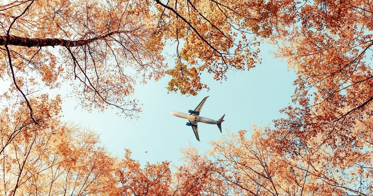 Un avion de pasageri care zboară printre arțarii de toamnă din pădure. Vedere de jos