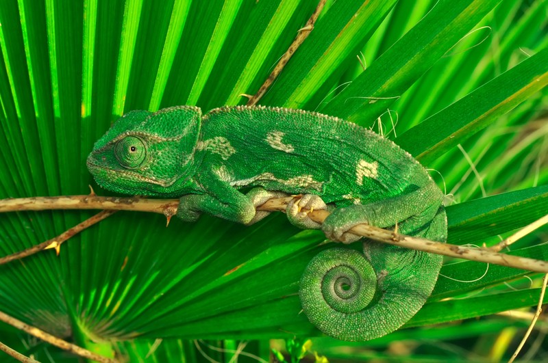 Animale care se camufleaza - cameleon