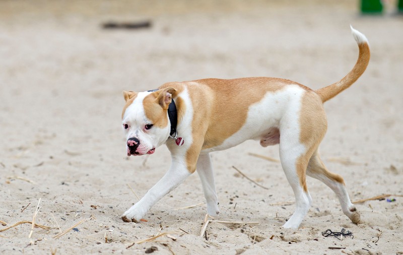 Un copil de 12 ani din Columbia, atacat de pitbull la o petrecere aniversară. Câinele i-a rupt buza