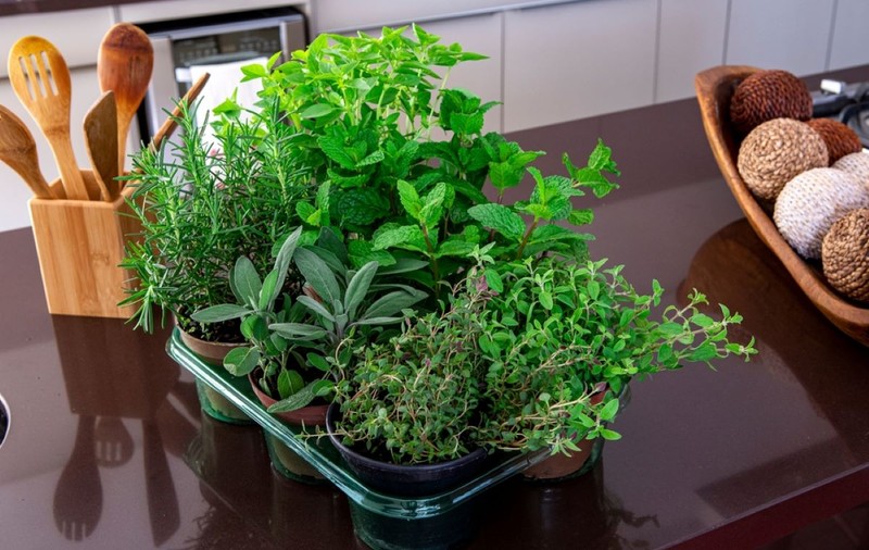 Plante aromatice pe care să le creşti în bucătăria ta