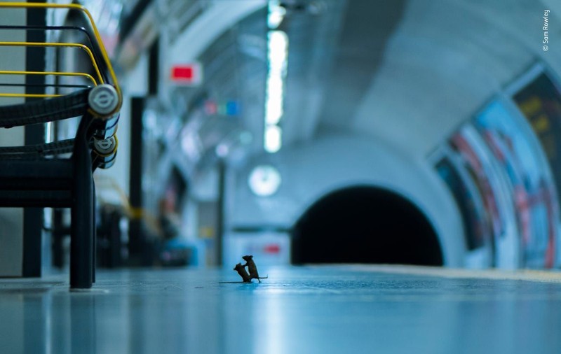 Doi șoareci care se luptă pentru o firmitură la metrou este imaginea anului în Marea Britanie. Cum a fost făcută fotografia
