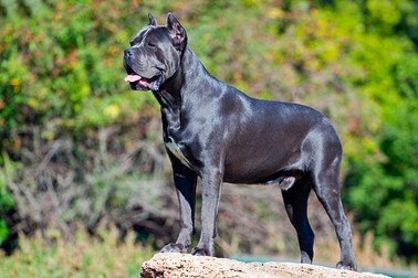 Cane Corso - rasă de câini de pază