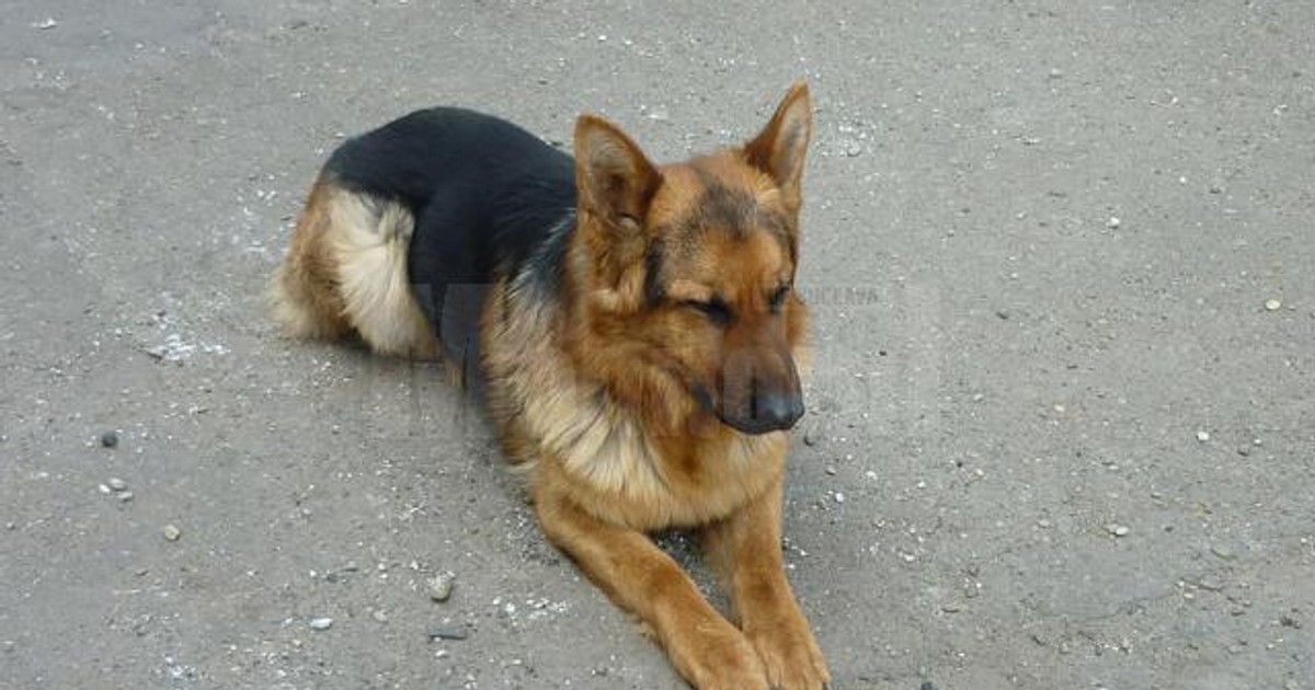 Arhiva foto