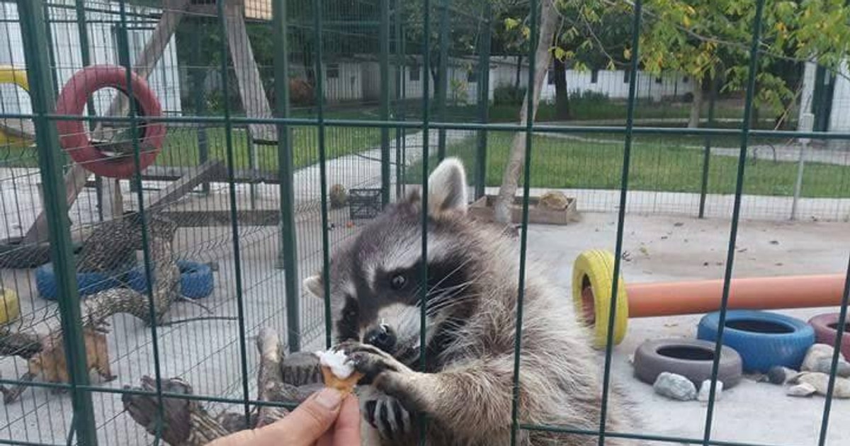 Ratonul care mănâncă înghețată