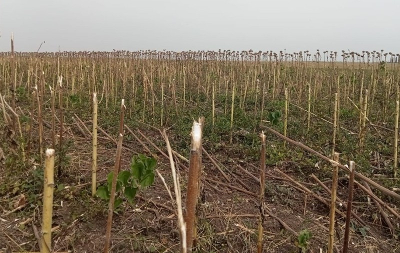 Trei hectare de floarea-soarelui din Giurgiu, recoltate de hoți. La cât se ridică paguba