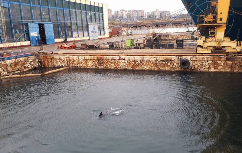 Delfinii au ieșit la joacă în Portul Constanța VIDEO