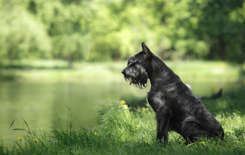Rasa Schnauzer - ce caracteristici are câinele cu sprâncene lungi